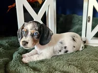 Daphne, a female Miniature Dachshund for sale in Riverview, MI – 10 of 10