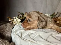 Misty, a female Miniature Dachshund for sale in Riverview, MI – 5 of 10