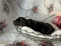 Ash, a male Miniature Dachshund for sale in Riverview, MI – 5 of 7