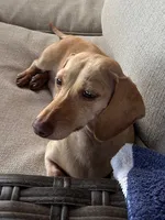 Casper, a male Miniature Dachshund for sale in Riverview, MI – 10 of 10