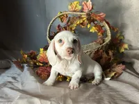 Casper, a male Miniature Dachshund for sale in Riverview, MI – 8 of 10
