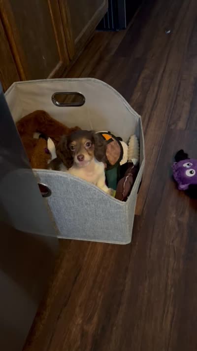 Shaggy, a male Miniature Dachshund for sale in Riverview, MI – 9 of 10