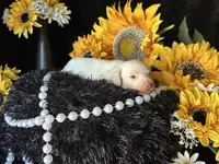 Casper, a male Miniature Dachshund for sale in Riverview, MI – 3 of 10