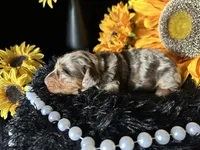 Scooby, a male Miniature Dachshund for sale in Riverview, MI – 9 of 10