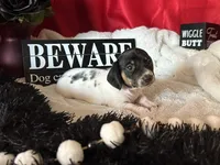 Brock, a male Miniature Dachshund for sale in Riverview, MI – 7 of 10