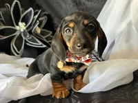 Ash, a male Miniature Dachshund for sale in Riverview, MI – 6 of 10