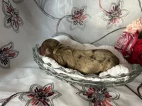 Misty, a female Miniature Dachshund for sale in Riverview, MI – 5 of 10
