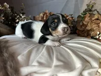 Fred (On Hold for Michael), a male Miniature Dachshund for sale in Riverview, MI – 9 of 10