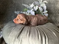 Misty, a female Miniature Dachshund for sale in Riverview, MI – 6 of 10