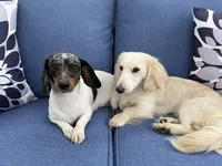 Scooby, a male Miniature Dachshund for sale in Riverview, MI – 10 of 10
