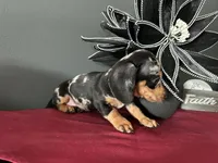 Trade? AKC Full, a female Miniature Dachshund for sale in Riverview, MI – 6 of 6