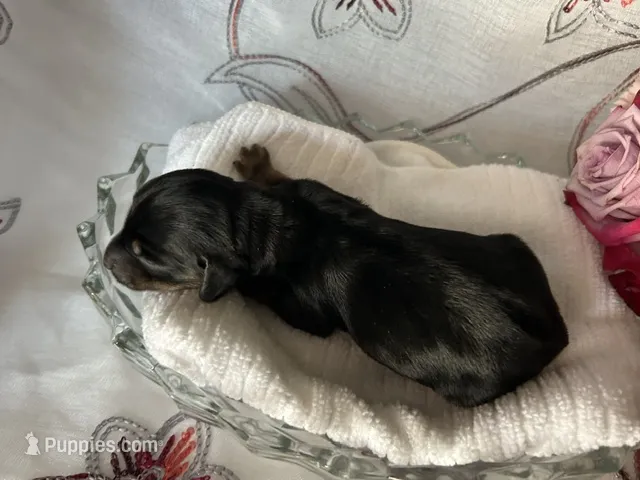Ash – Miniature Dachshund puppy for sale in Riverview, MI