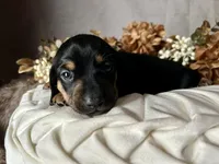 Ash, a male Miniature Dachshund for sale in Riverview, MI – 10 of 10
