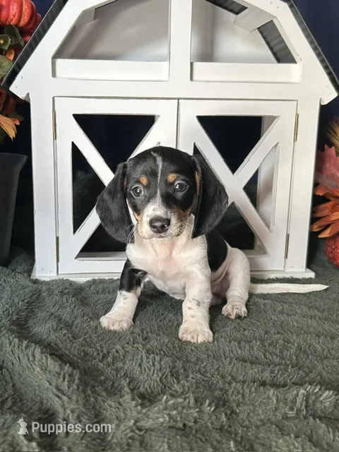 Fred  – Miniature Dachshund puppy on hold in Riverview, MI