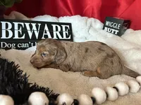 Misty, a female Miniature Dachshund for sale in Riverview, MI – 9 of 10