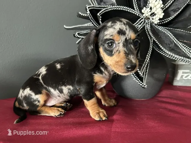 Trade? AKC Full – Miniature Dachshund puppy for sale in Riverview, MI