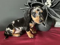 Trade? AKC Full, a female Miniature Dachshund for sale in Riverview, MI – 1 of 6