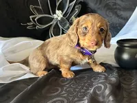 Misty, a female Miniature Dachshund for sale in Riverview, MI – 10 of 10