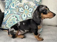 Beatrix , a female Miniature Dachshund for sale in Riverview, MI – 3 of 7