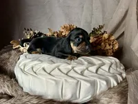 Ash, a male Miniature Dachshund for sale in Riverview, MI – 2 of 10