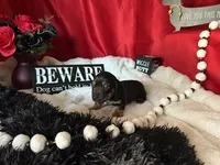 Ash, a male Miniature Dachshund for sale in Riverview, MI – 6 of 10