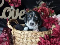 Fred (On Hold for Michael), a male Miniature Dachshund for sale in Riverview, MI – 7 of 10