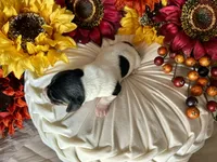 Brock, a male Miniature Dachshund for sale in Riverview, MI – 7 of 10