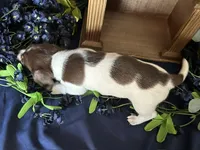 Velma , a female Miniature Dachshund for sale in Riverview, MI – 3 of 10