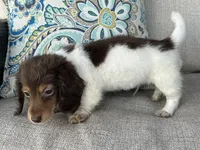 Shaggy, a male Miniature Dachshund for sale in Riverview, MI – 7 of 10