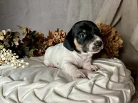 Brock, a male Miniature Dachshund for sale in Riverview, MI – 6 of 10
