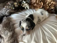 Daphne (On hold), a female Miniature Dachshund for sale in Riverview, MI – 3 of 10