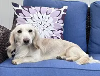 Casper, a male Miniature Dachshund for sale in Riverview, MI – 10 of 10