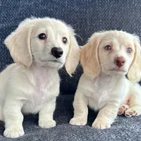 Iorek (On hold for Alexis), a male Miniature Dachshund for sale in Riverview, MI – Photo 10 of 10