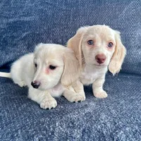 Iorek (On hold for Alexis), a male Miniature Dachshund for sale in Riverview, MI – Photo 9 of 10