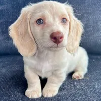 Iorek (On hold for Alexis), a male Miniature Dachshund for sale in Riverview, MI – Photo 1 of 10