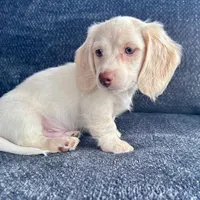 Iorek (On hold for Alexis), a male Miniature Dachshund for sale in Riverview, MI – Photo 4 of 10