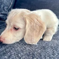 Iorek (On hold for Alexis), a male Miniature Dachshund for sale in Riverview, MI – Photo 5 of 10