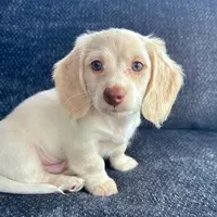 Iorek (On hold for Alexis), a male Miniature Dachshund for sale in Riverview, MI – Photo 3 of 10