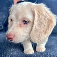 Iorek (On hold for Alexis), a male Miniature Dachshund for sale in Riverview, MI – Photo 8 of 10