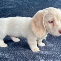 Iorek (On hold for Alexis), a male Miniature Dachshund for sale in Riverview, MI – Photo 7 of 10