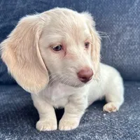 Iorek (On hold for Alexis), a male Miniature Dachshund for sale in Riverview, MI – Photo 6 of 10