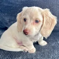 Iorek (On hold for Alexis), a male Miniature Dachshund for sale in Riverview, MI – Photo 2 of 10