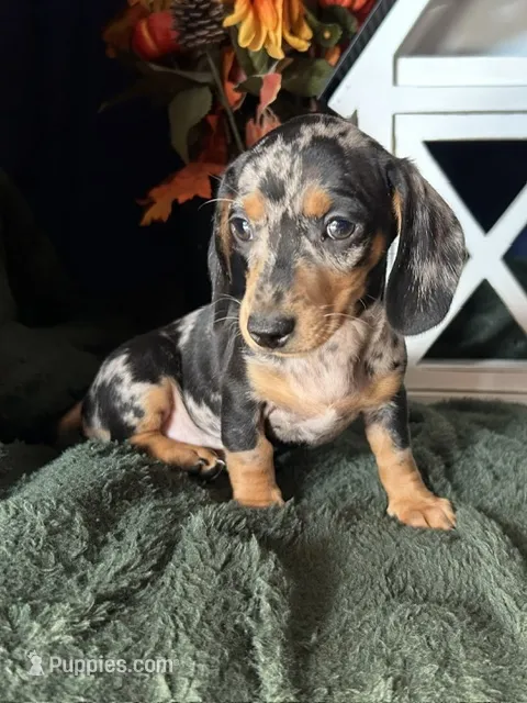 Beatrix – Miniature Dachshund puppy for sale in Riverview, MI