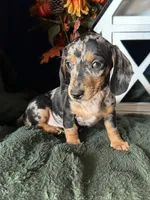Beatrix, a female Miniature Dachshund for sale in Riverview, MI – 1 of 10