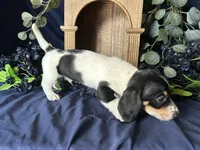 Fred , a male Miniature Dachshund for sale in Riverview, MI – 7 of 10
