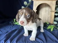 Velma , a female Miniature Dachshund for sale in Riverview, MI – 8 of 10