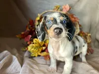 Daphne, a female Miniature Dachshund for sale in Riverview, MI – 6 of 10