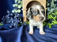 Daphne, a female Miniature Dachshund for sale in Riverview, MI – 7 of 10