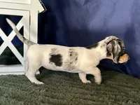 Daphne, a female Miniature Dachshund for sale in Riverview, MI – 4 of 10
