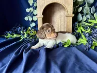 Shaggy, a male Miniature Dachshund for sale in Riverview, MI – 6 of 10